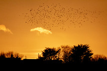 Silhouette of a Flock of Birds Flying over Wicklow Town at Sunset