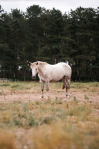 White horse standing in a field, equestrian woodland photo