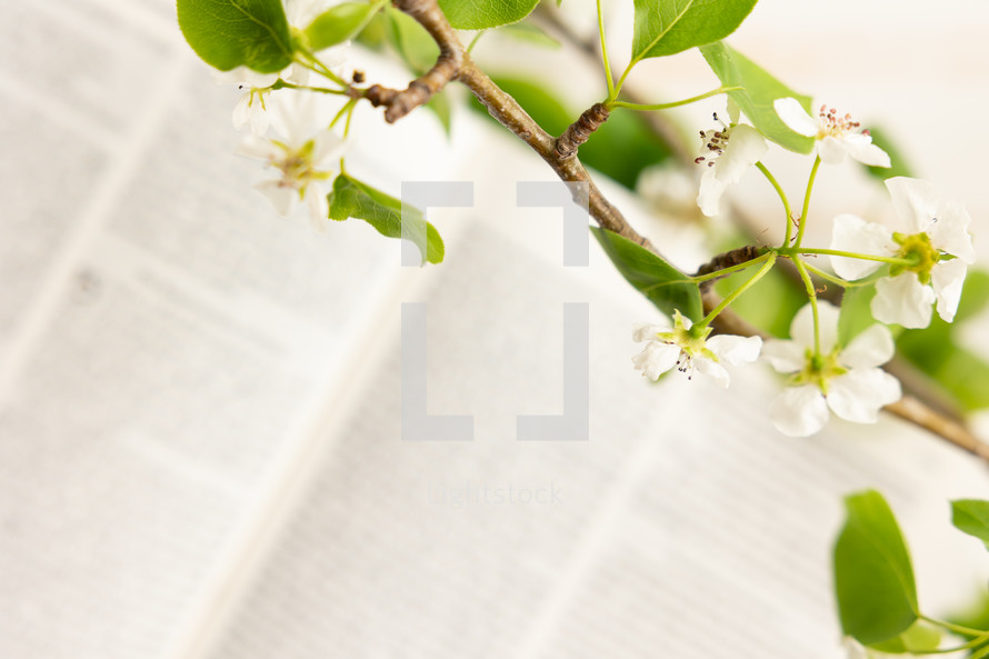 Bible and branch with white blossoms on a white background with copy space, focus on flowers