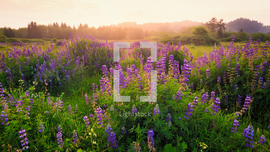 Lupine Blooms in a Field at Sunset, Northern California, USA