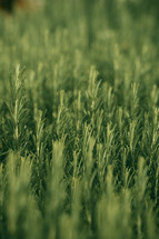 Green herbs, Rosemary wild plant