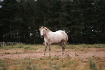 White horse standing in a field, equestrian woodland photo