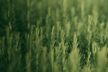 Green herbs, Rosemary wild plant