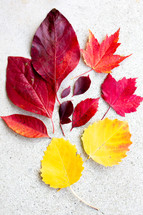 fall leaves flat lay