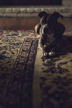 a dog resting on a rug 