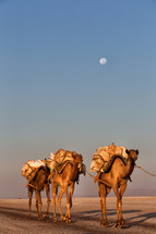 caravan of camel in the desert 