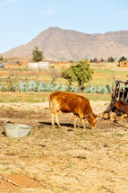 chained cattle in a village 