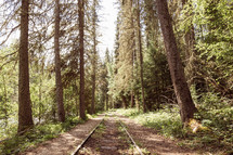 Portage track on the forest floor