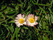 A Pair of Little Daisies in the Grass