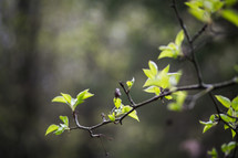green leaves on branches 