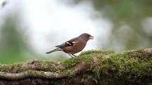 Male Chaffinch Toying with a Seed in It's Mouth and Flying Off - Slow Motion
