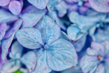 hydrangea abstract background 