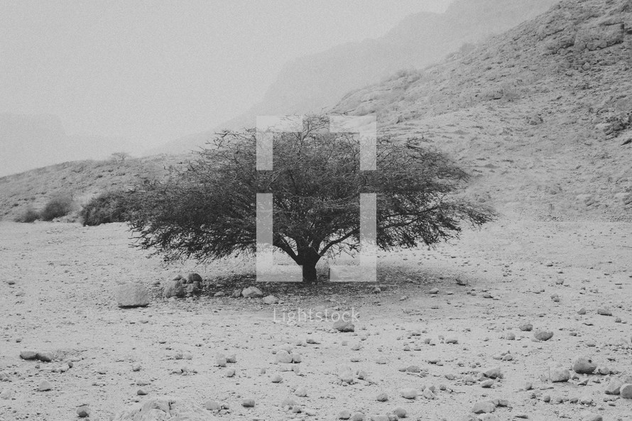 lone tree in desert landscape 