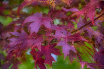red fall foliage 