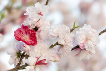 pink and white tree blossoms with bokeh background