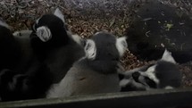 Ring-Tailed Lemurs Washing Each Other in a Bundle
