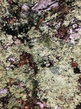 lichen on a rock 