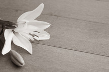 white lily in sepia 