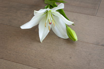 white lily on a wood background 