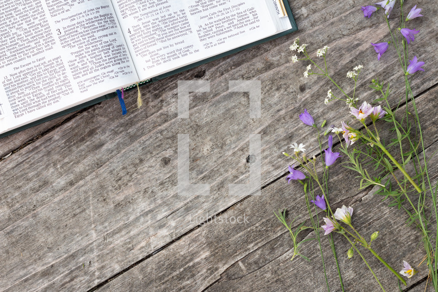 purple flowers on the pages of a Bible 