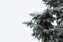 frosty evergreen branches 