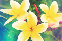 frangipani flowers up close with a colorful light leak effect