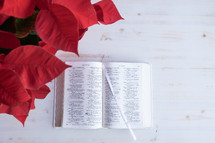 poinsettia and open Bible on a white wood background 
