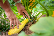 Hands harvesting ripe yellow squash growing in garden 