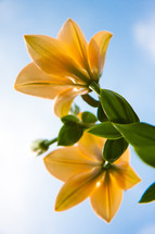 View below two yellow lily flowers with blue sky background