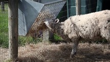 Hungry Sheep Eating Hay from Wire Trough, Ireland
