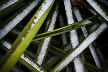 snow on blades of grass