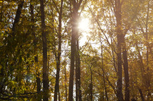 fall forest and light beam 