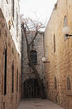 old city street with tree growing through stone
