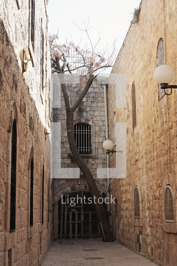 old city street with tree growing through stone