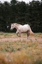 White horse standing in a field, equestrian woodland photo