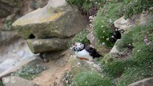 Atlantic Puffin With a Beak Full of Sand Eels Looking Around and Straight On, Ireland
