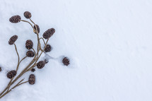 pine cones in the snow