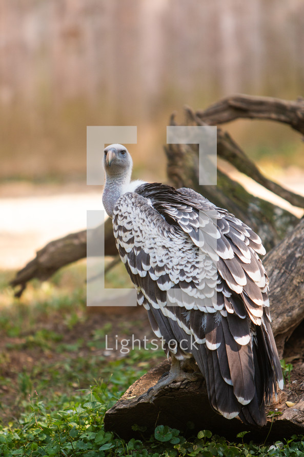 A buzzard perched on a log