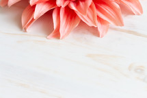 silk flower petal border on white wood background 