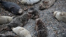 Seals Resting on a Stoney Beach in County Wicklow