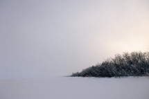 Trees with snow on the ground and white sky