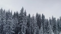 snow in an evergreen forest in winter 