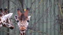 Intense Giraffe Staring and Chewing the Cud, Close Up
