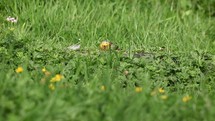 Yellow Hammer Eating Seeds in the Grass and Flying Away, Slow Motion, County Laois, Ireland