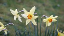 Yellow and Orange Daffodils Blowing in the Wind - Slow Motion
