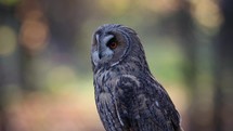 Long-eared Owl Shaking Feathers in Woodland, Ireland
