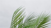 Soft Palm Leaves 04 - Slow motion, soft focus Palm Leaves against sky.