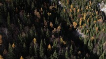 Flying over an autumn forest in the Carpathian mountains of Romania