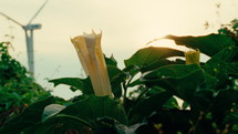 Coastal weed bushes at sunset
