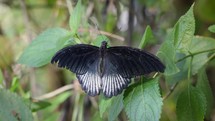Male Great Mormon Butterfly on a Bush
